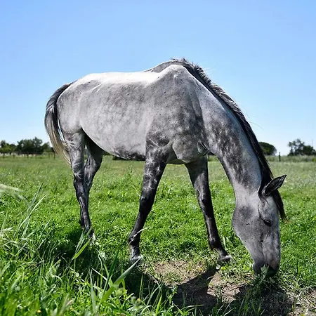 Mas Trinita équestre En Camargue Arles