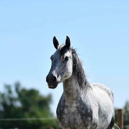 Apartment Mas Trinita Equestre En Camargue Arles